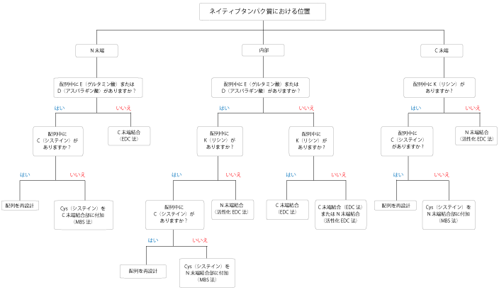 ペプチドの設計